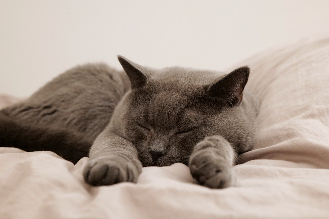 Why the Burmese Cat Is Great for Families